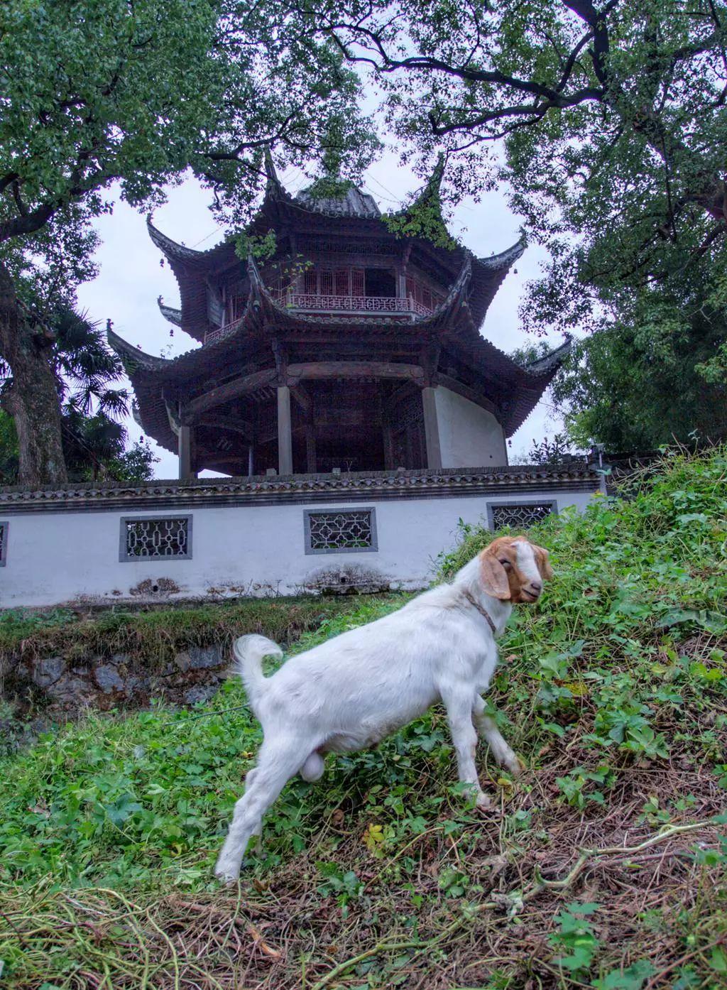 堂桂花最新小说探秘，情感与奇幻的交融之美